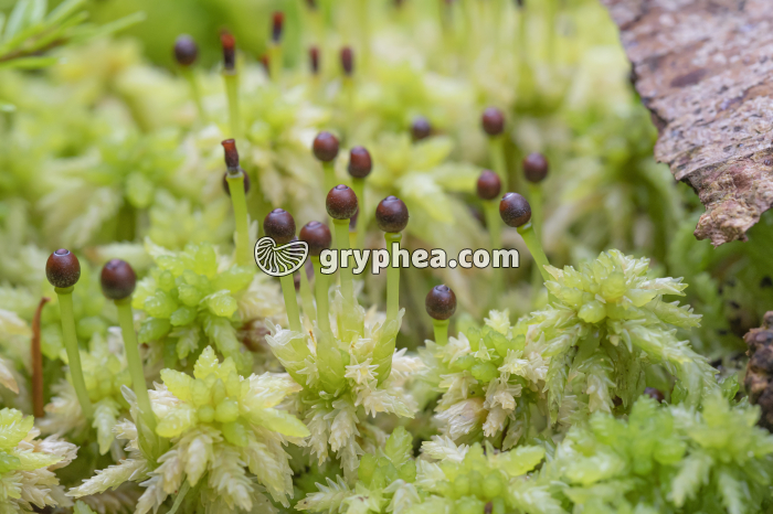 Sphaignes - organes reproducteurs (sporogones) - gryphea.com